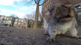 Squirrel steals GoPro, runs up a tree and films best POV