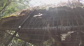 Cheeky monkey steals mobile phone at Indonesia zoo