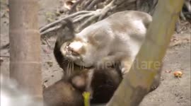 Otter exhibits unusual behaviour at zoo