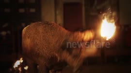 Bulls set on fire at a controversial festival in Spain