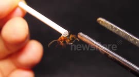 Testing a bombardier beetle's defence reflexes