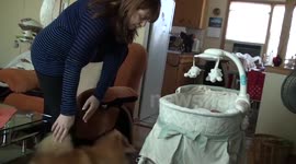 Cute dog is excited to meet the new baby