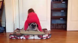 The Life of Baboo: A very patient pug