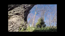 And this is what happens when the squirrel leaves the GoPro REALLY high in a tree...
