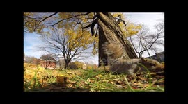 Another squirrel takes GoPro up a tree, drops it, and I catch it.