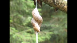 accouplement de limaces - slugs coupling - accoppiamento lumache, limacce
