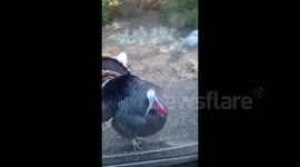 Angry turkey challenges driver in California