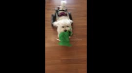 Disabled dog playing fetch won’t let his wheelchair slow him down
