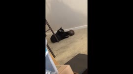 Alice VS Shotput