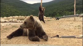 Bear does a little dance in Kosovo sanctuary