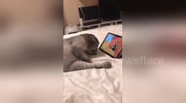 Cat becomes very invested in Tom and Jerry cartoon
