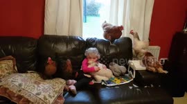 3 year old Harriett watches chicken run with her chickens on the sofa