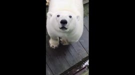 Station worker gets surprise visit from huge polar bear on Arctic island