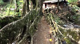 Single Living Root Bridges - The Bridge That Keeps Growing