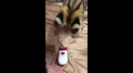 Servals and scary thing