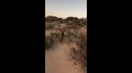 Serval Barney on a walk in the desert