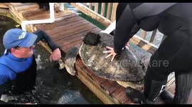 Amputee sea turtle swims again thanks to new prosthetic fin