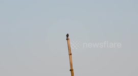 verry interesting sitting spot for the bird - interesting bird character