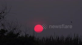 Birds fly past a big orange setting sun.