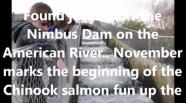 Nimbus Fish Hatchery