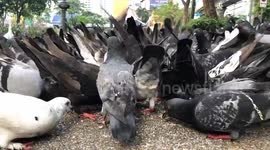 Time-lapse of Pigeons Feeding in a Park