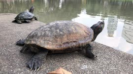 Two Turtles/Terrapins  on the Edge of a Pond