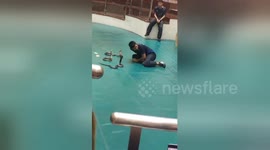 Reckless performer taunts and 'kisses' hissing king cobras