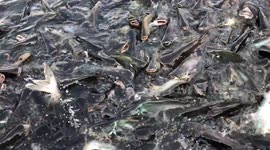 A School of Catfish Frenzy Feeding in a Riverr