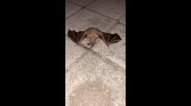 Fruit Bat in Bali having a rest...