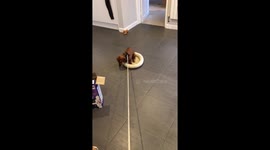 Sausage dog refuses to leave bed at walk time