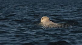 Polar bear in the sea