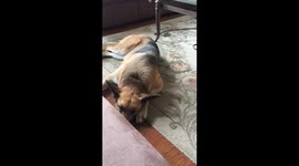 German Shepherd alerts when you say food