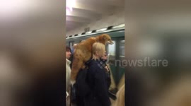 Woman spotted with fox resting on her shoulder in crowded Moscow metro station