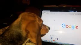 Beagle mesmerized by computer mouse 3