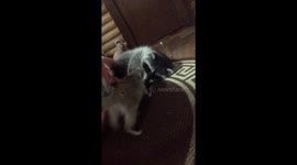 Raccoon can't enjoy a good lie-down with nosy meerkat siblings