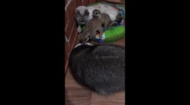 Raccoon fends off cat and meerkat family after his dinner