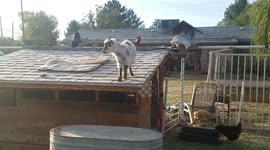 Hyper-active dwarf goat bounces off the walls and jumps from rooftops