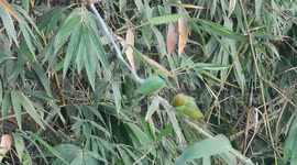 Two bizarre birds are swinging on trees