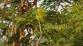 Two bizarre birds are try swinging on trees funny moment catch on camera