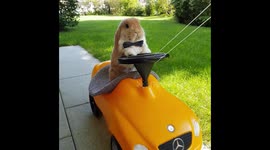This rabbit is training to be a chauffeur