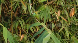 bizarre funny bird catch on camera