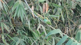 bizarre bird catch on camera