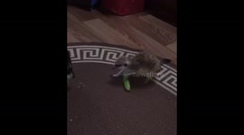 Cute meerkat protects his sausage from greedy raccoon
