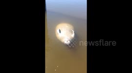 Baby manatee taking life easy floating belly up near Florida beach