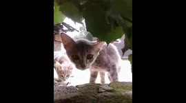 Playing with little kitten...slaps the camera!!!