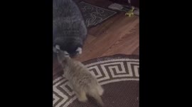 Raccoon tries to protect its toy from thieving meerkat family