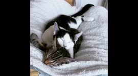 Baby kittens cleaning each other