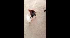 Black Hen life struggle with One broken leg