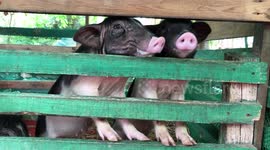 Two little piglets putting their snouts through a fence