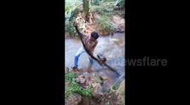 Snake expert removes massive king cobra from village stream
